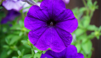 Violet Petunia Flowers in Garden Borders and Containers