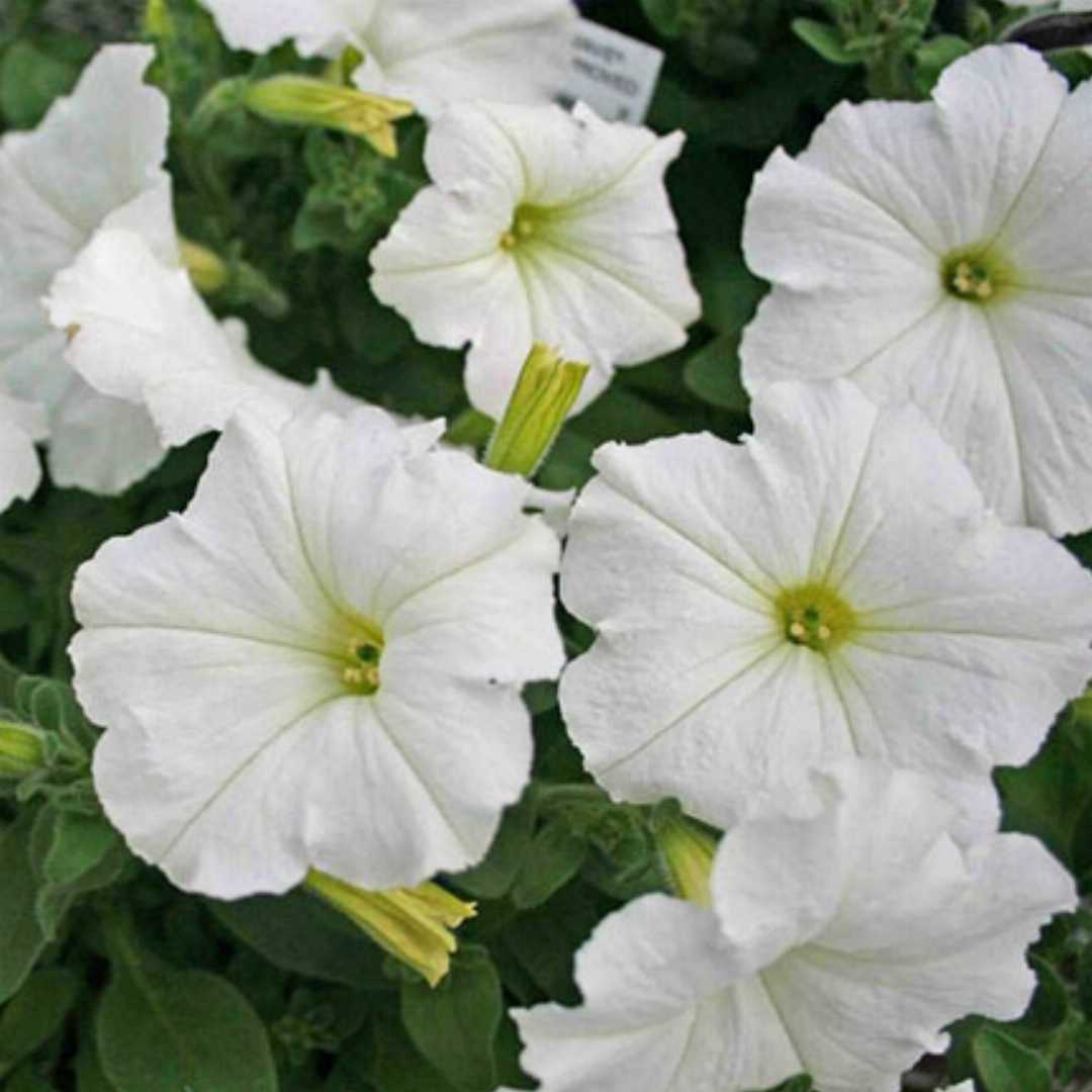 White Petunia Grandiflora Seeds Flower seeds for Planting Cottage Garden Essential, Heirloom & GMO Free Seeds for Home Garden seeds for planting