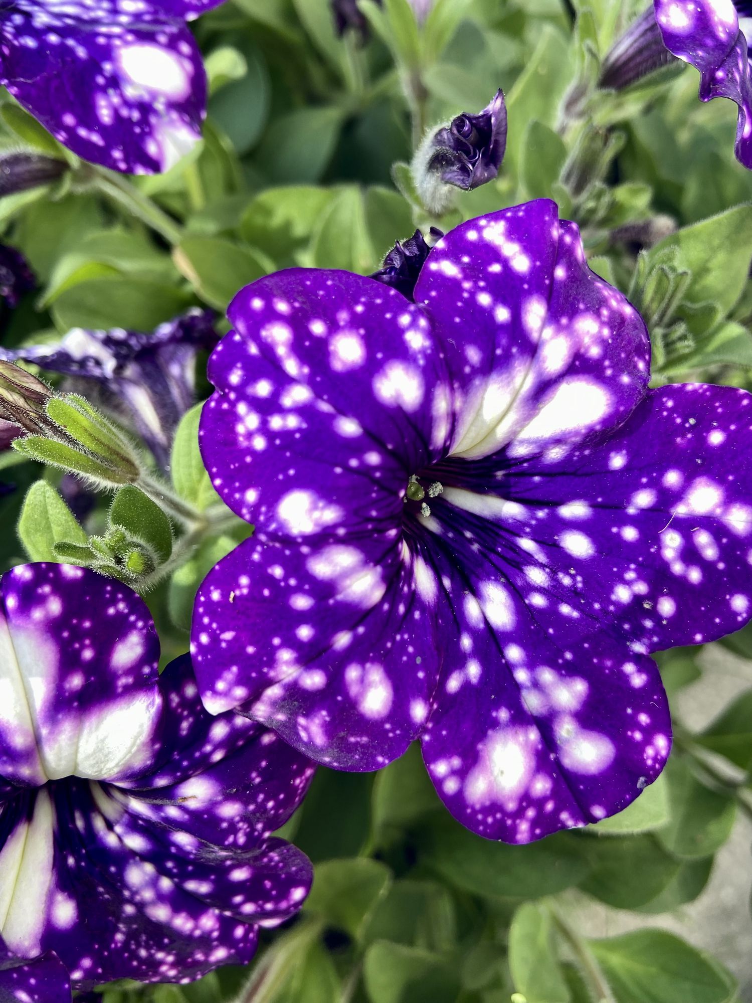 Dark Violet & White Oblique Petunia in hanging basket