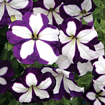 Violet & White Petunia Flower seeds for Planting - Compact Growth, Heirloom & GMO Free Seeds for Home Garden