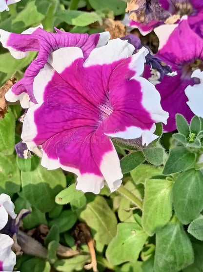 Cascadia Flower seeds for Planting Vibrant Colors Heirloom & GMO Free Seeds for Home Garden