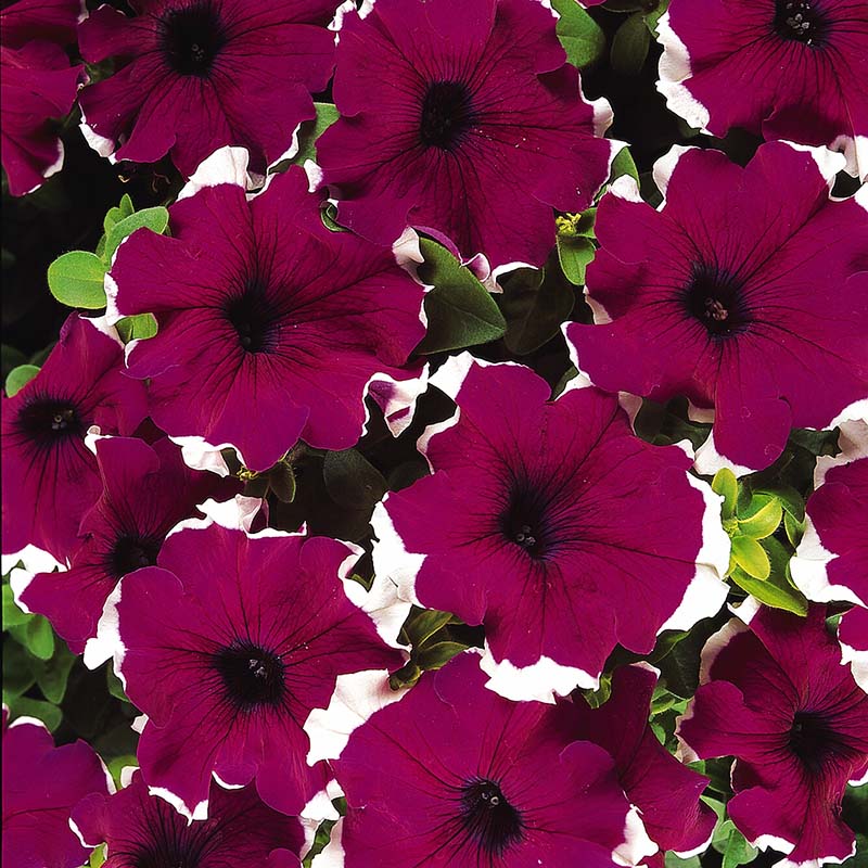 How to Plant Oblique Petunia Seeds