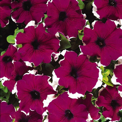 How to Plant Oblique Petunia Seeds