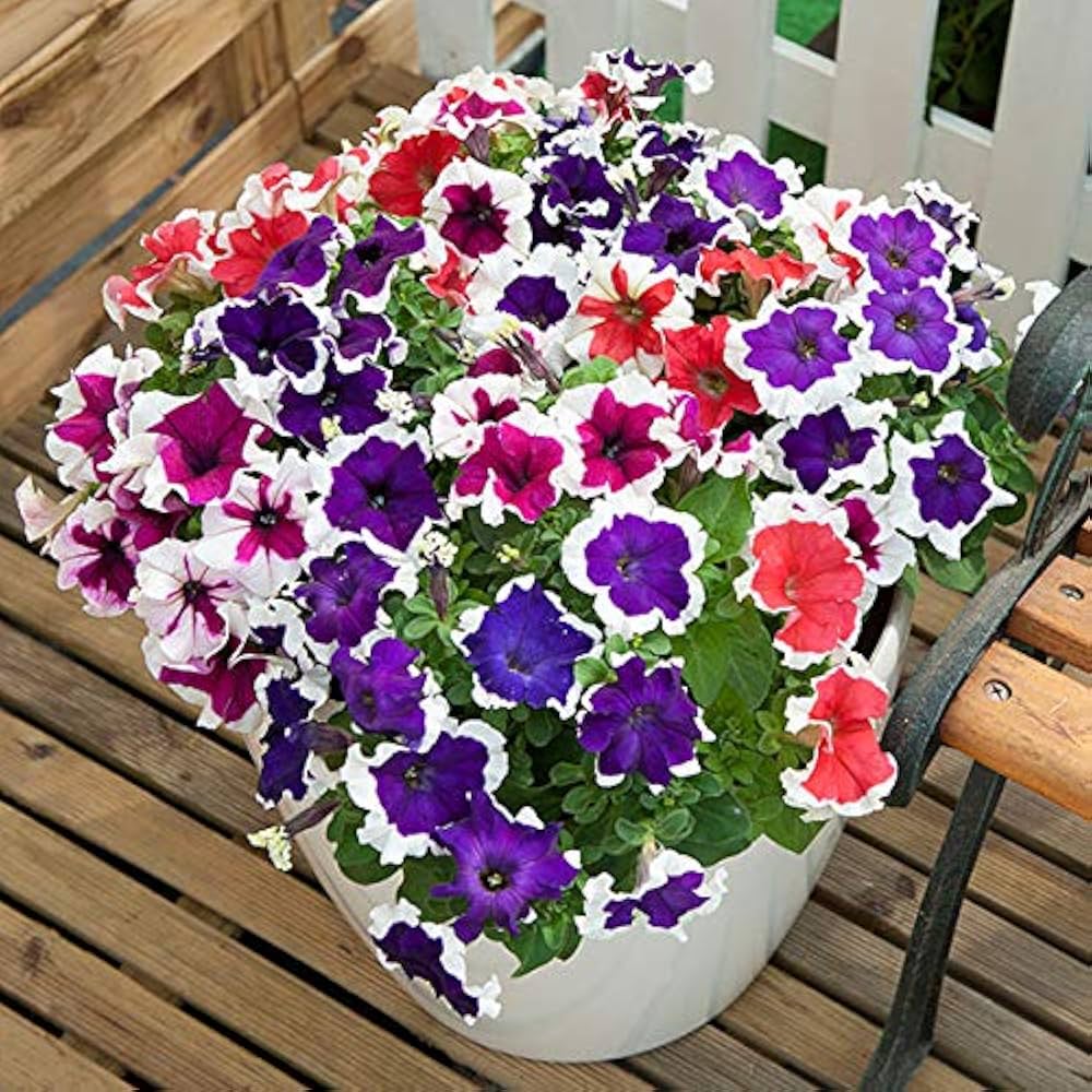 Premium Mixed Mexican Petunia Flower seeds for Planting Long Bloom Season, Heirloom & GMO Free Seeds for Home Garden seeds