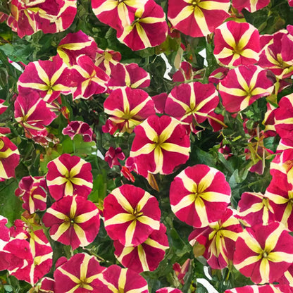 Transform Your Garden With Red And Yellow Petunia Flower Seeds For Vibrant Planting Displays