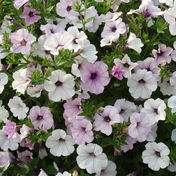 Petunia Tidal Wave Silver Flower seeds for Planting - Seasonal Bloomer, Heirloom & GMO Free Seeds for Home Garden