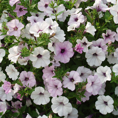Petunia Tidal Wave Silver Flower seeds for Planting - Seasonal Bloomer, Heirloom & GMO Free Seeds for Home Garden