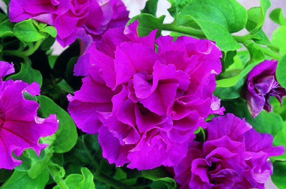 Elevate Your Garden with Burgundy Double Petunia Flower Seeds for Vibrant Planting