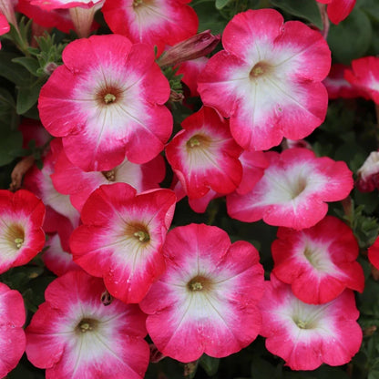 Petunia Merlin Morn Pink Flower seeds for Planting Premium Quality Heirloom & GMO Free Seeds for Home Garden