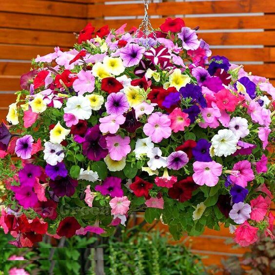 Mixed Hanging Petunia Flower seeds for Planting - Cottage Garden Essential, Heirloom & GMO Free Seeds for Home Garden