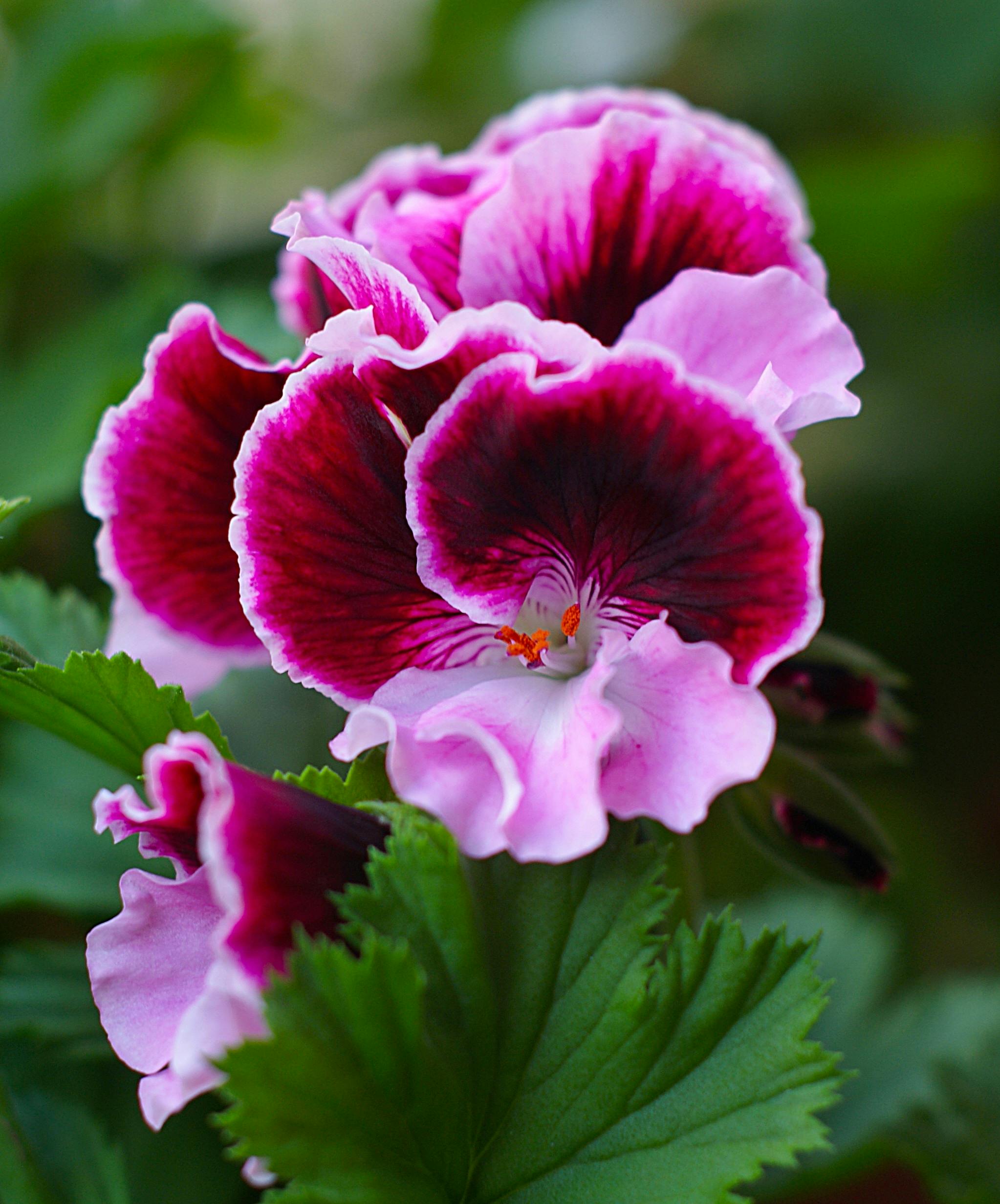 Geranium Flower seeds for Planting Shade Tolerant, Heirloom & GMO Free Seeds for Home Garden Sa vegetable and garden seeds