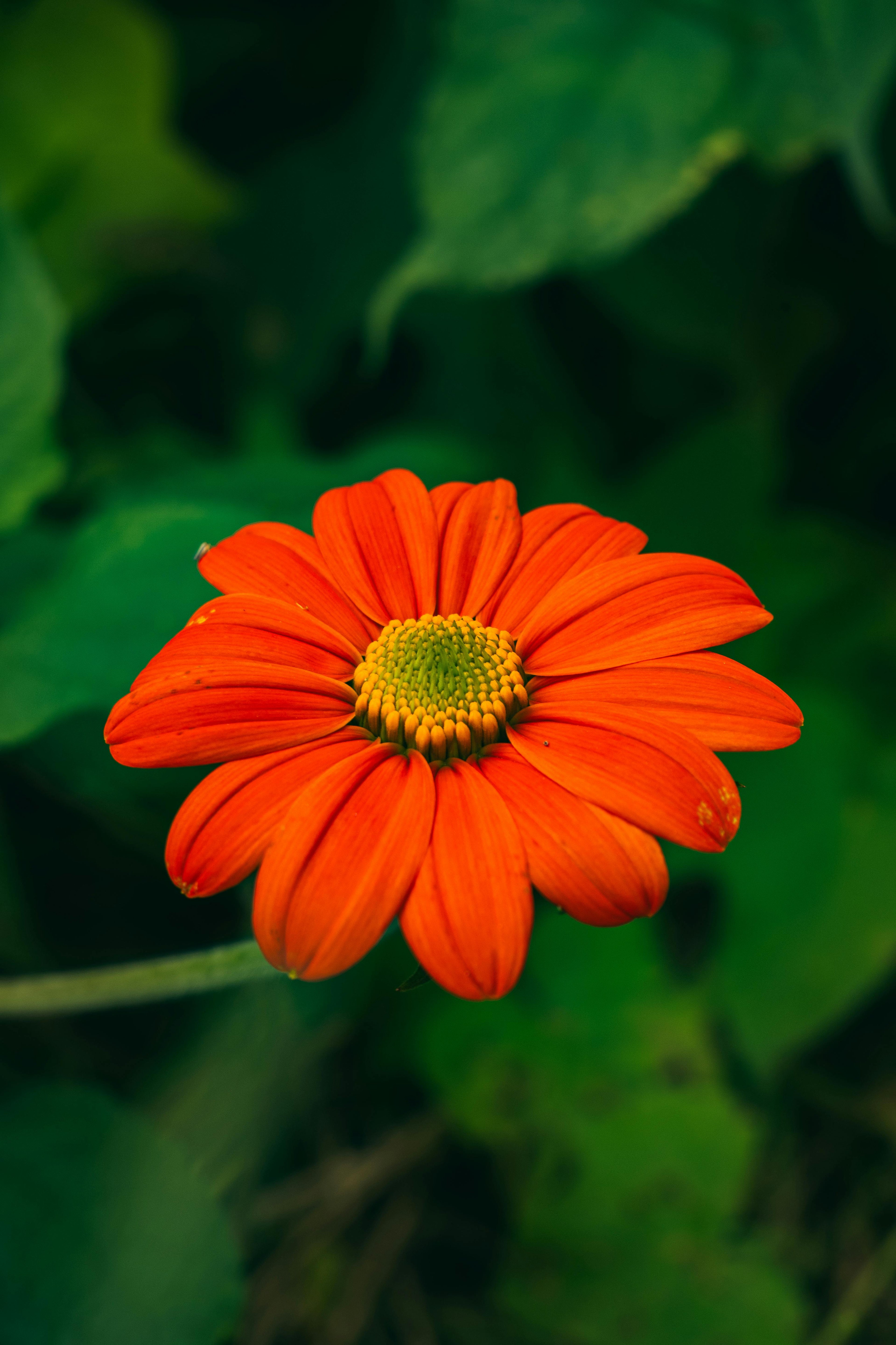 Mexican Flower seeds for Planting Fragrant Blossoms, Heirloom & GMO Free Seeds for Home Garden seeds for planting