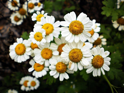 Feverfew Flower seeds for Planting Wildflower Mix Heirloom & GMO Free Seeds for Home Garden