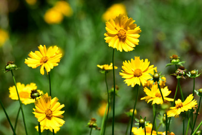 Tickseed Flower seeds for Planting Premium Quality Heirloom & GMO Free Seeds for Home Garden 
 
 Sale