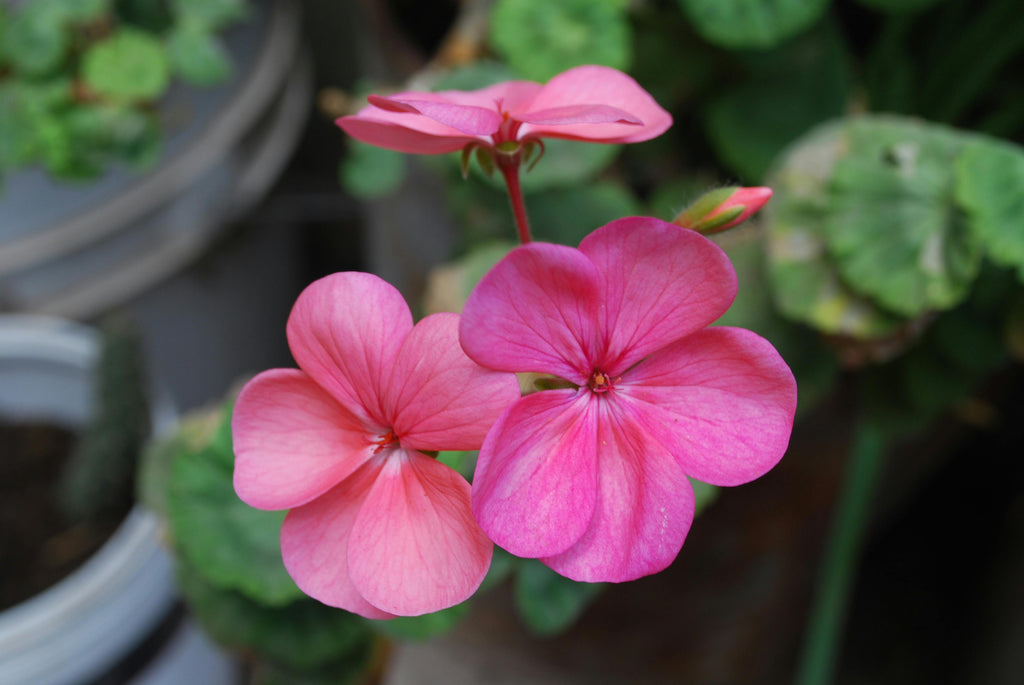 Premium Pink Geranium Flower seeds for Planting Garden Favorite, Heirloom & GMO Free Seeds for Home Garden seeds