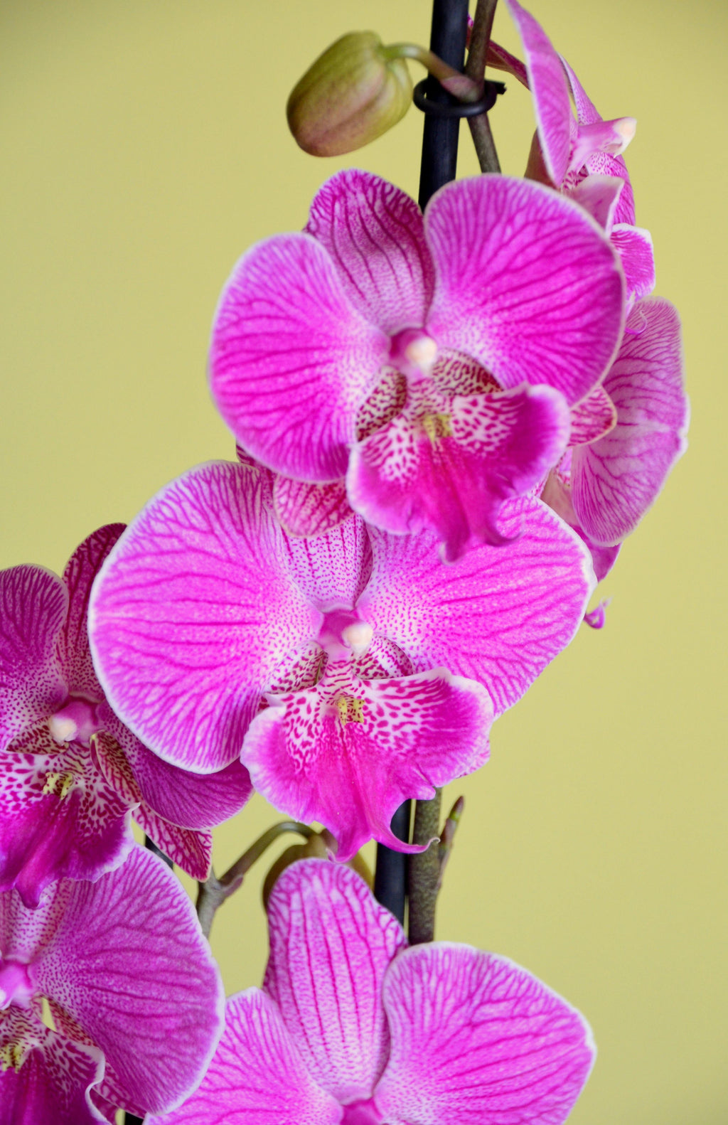 Premium Violet Butterfly Orchid Flower seeds for Planting Low Maintenance, Heirloom & GMO Free Seeds for Home Garden seeds
