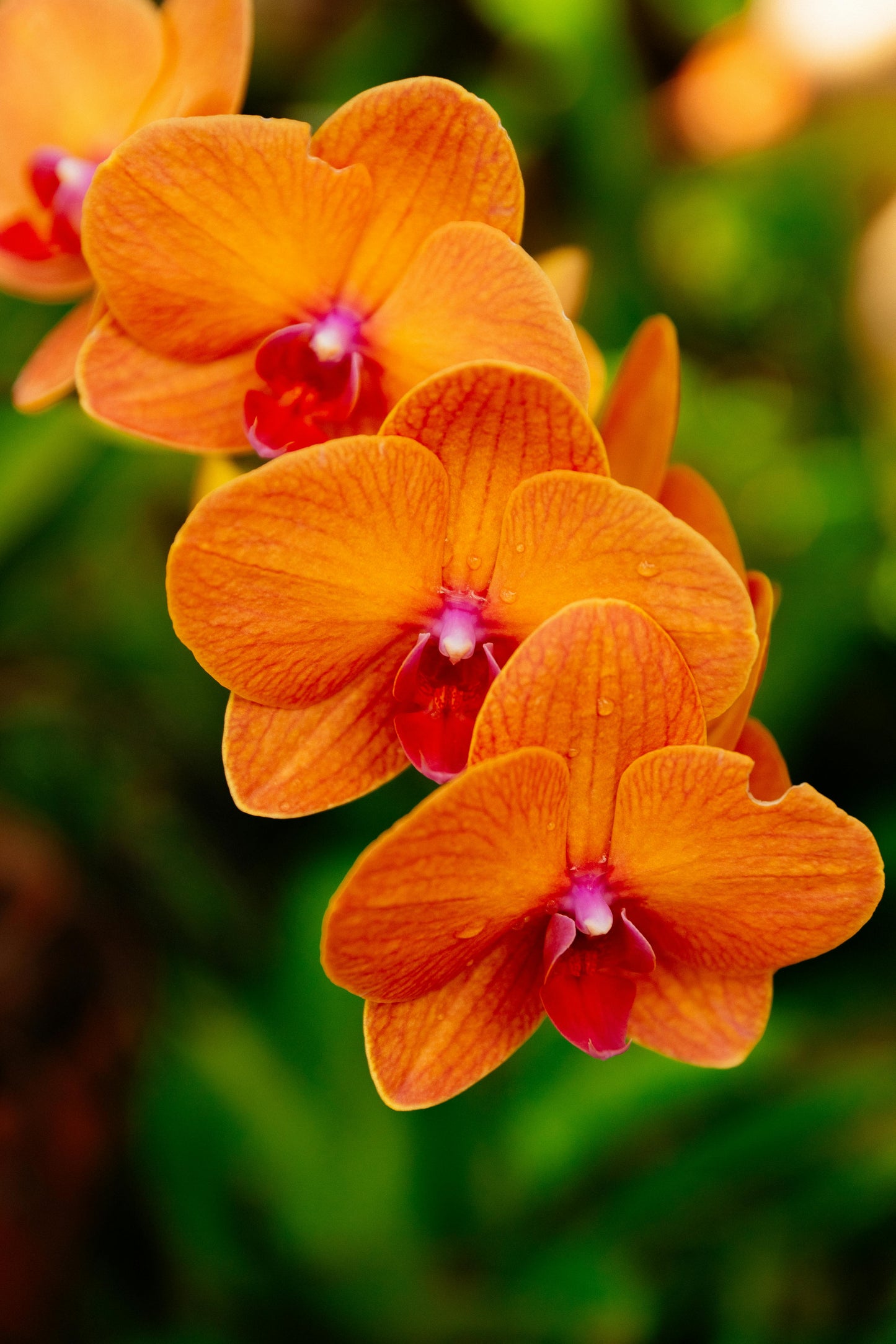 Orange Bell Orchid Flower Seeds for Planting
