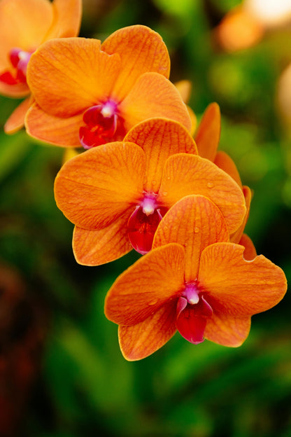 Orange Bell Orchid Flower Seeds for Planting