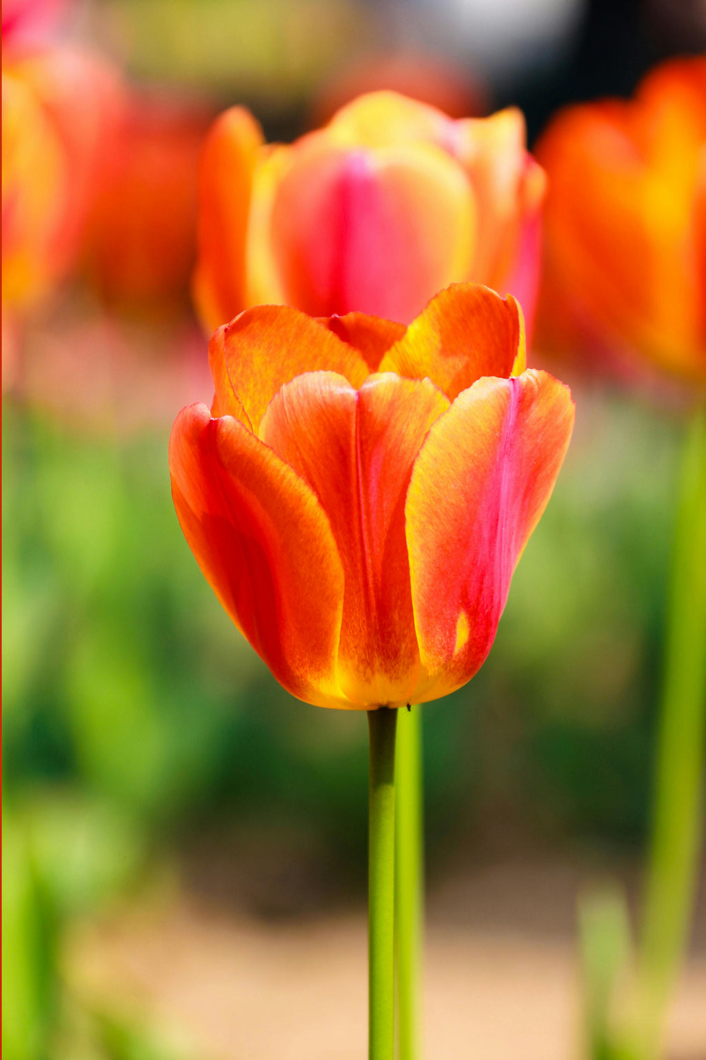 Premium Tulip Orange Flower seeds for Planting Drought Tolerant, Heirloom & GMO Free Seeds for Home Garden seeds
