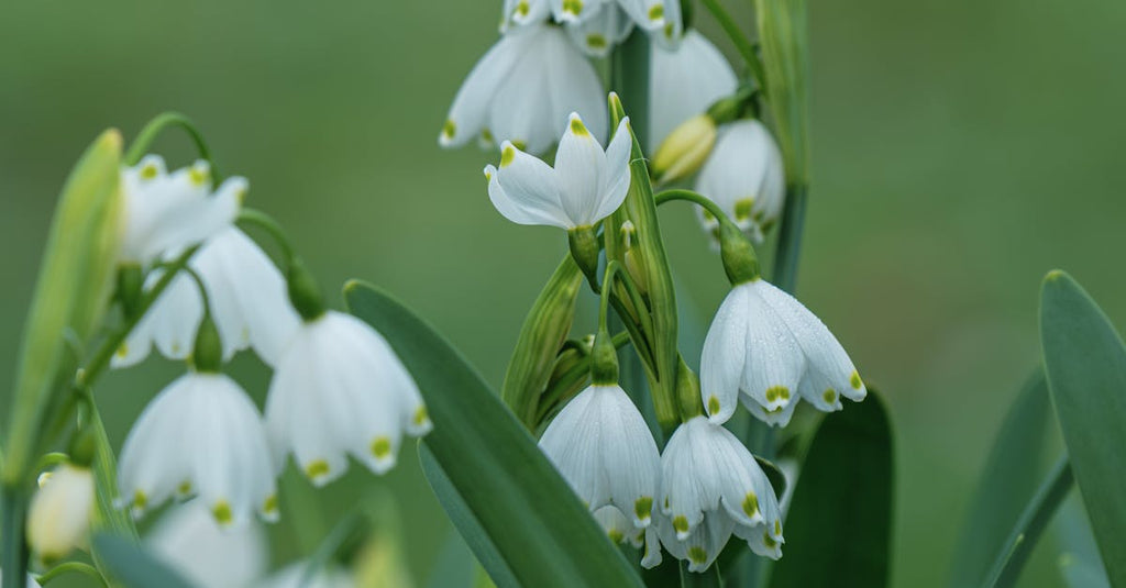 Premium White Galanthus Nivalis Flower seeds for Planting Pollinator Friendly, Heirloom & GMO Free Seeds for Home Garden seeds