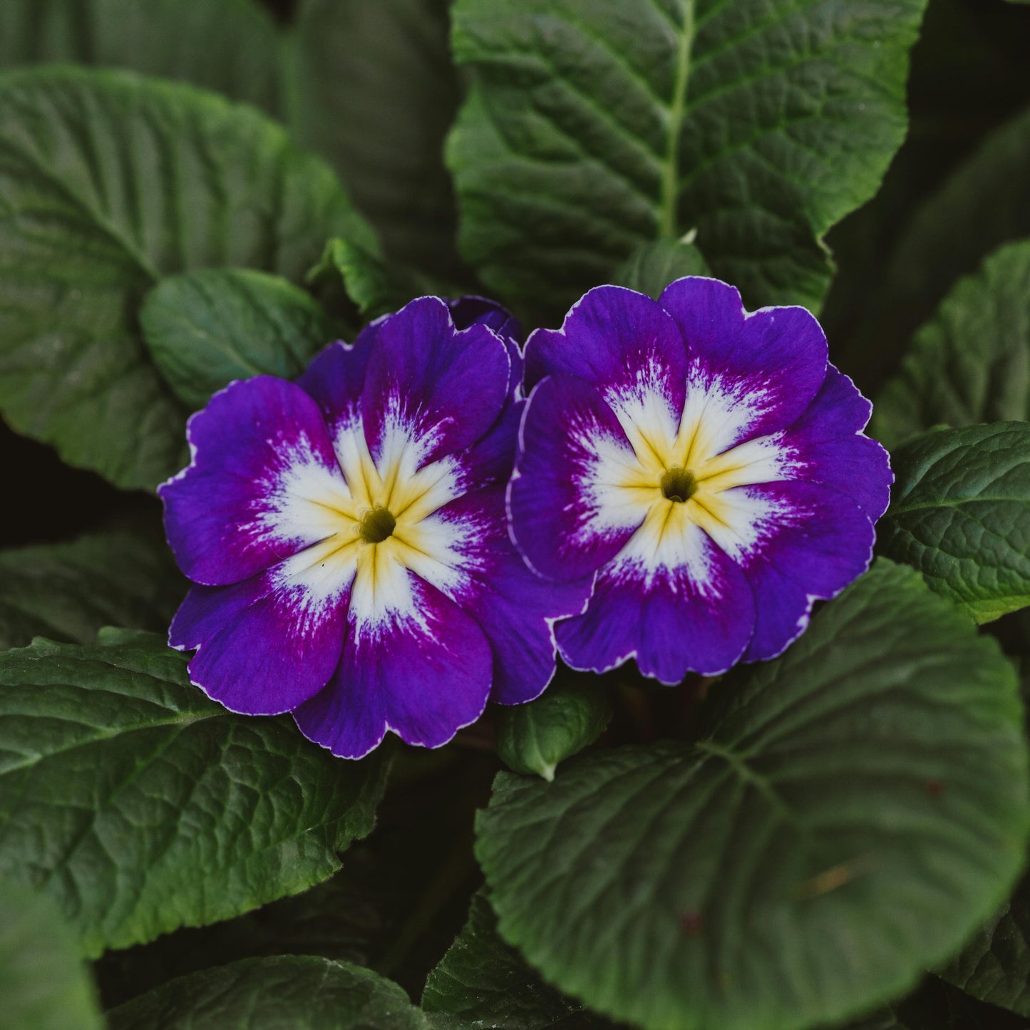 Heirloom Primrose Flower seeds for Planting Fragrant Blossoms Heirloom & GMO Free Seeds for Home Garden