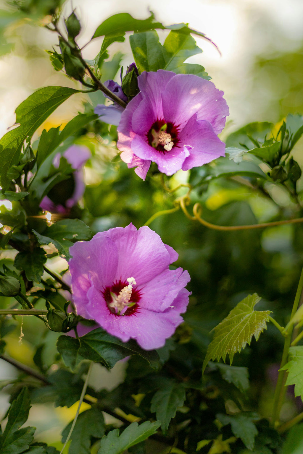 Green Purple Hibiscus Flower seeds for Planting Shade Tolerant, Heirloom & GMO Free Seeds for Home Garden vegetable and garden seeds