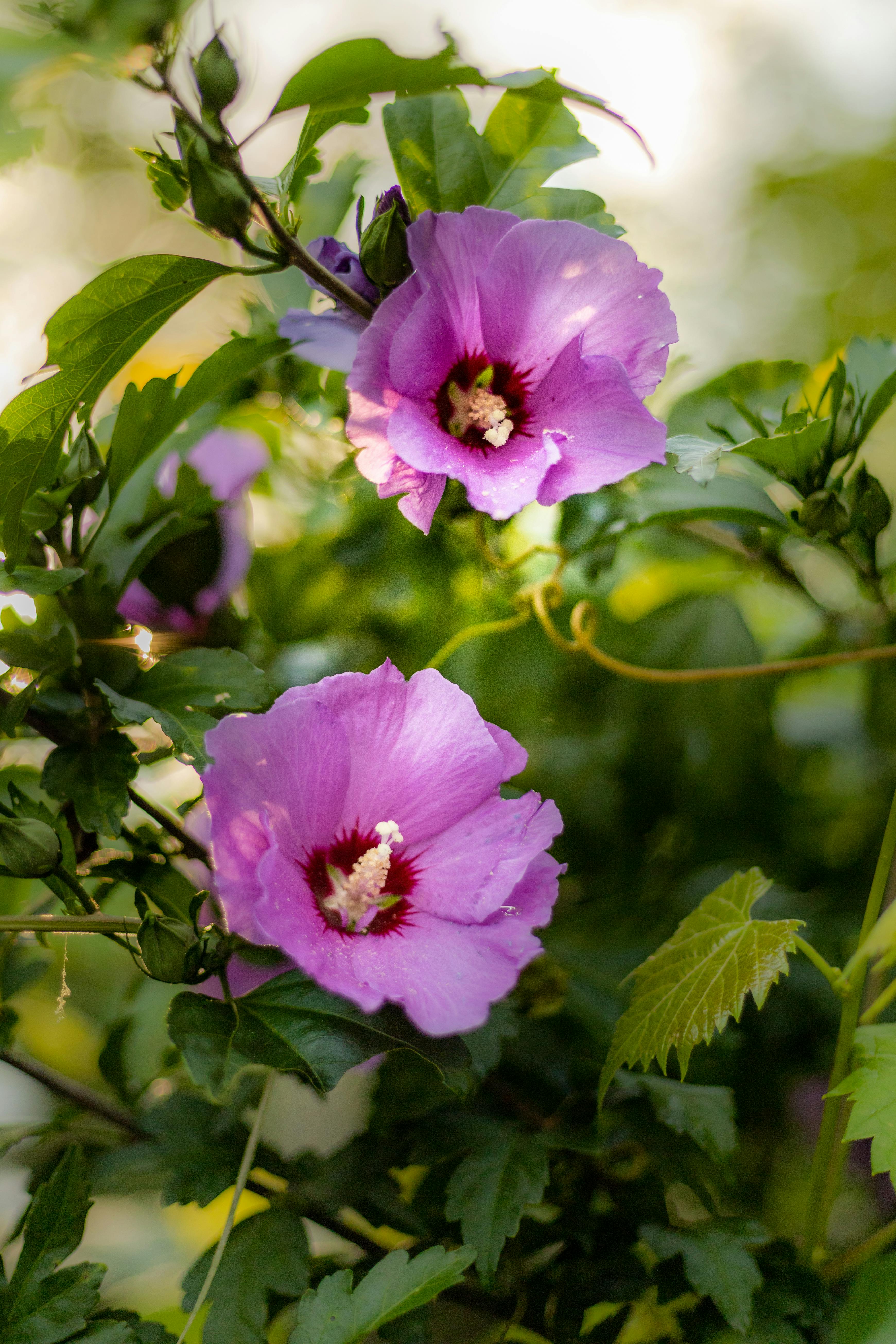 Green Purple Hibiscus Flower seeds for Planting Shade Tolerant, Heirloom & GMO Free Seeds for Home Garden vegetable and garden seeds