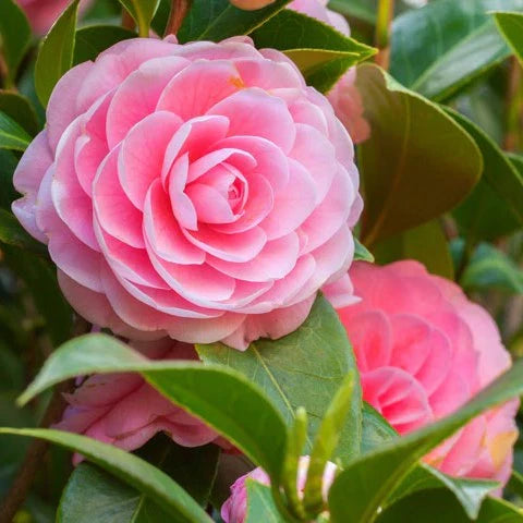 Heirloom Camellia Flower seeds for Planting Cut Flower Favorite Heirloom & GMO Free Seeds for Home Garden