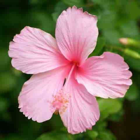 High quality Pink Hibiscus Flower seeds for Planting Premium Quality, Heirloom & GMO Free Seeds for Home Garden seeds pack