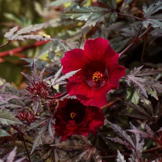 Hibiscus Burgundy Flower seeds for Planting Sun Loving, Heirloom & GMO Free Seeds for Home Garden vegetable and garden seeds