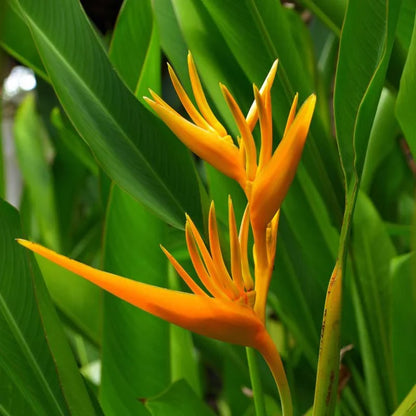 Heliconia Flower seeds for Planting Perfect for Borders Heirloom & GMO Free Seeds for Home Garden