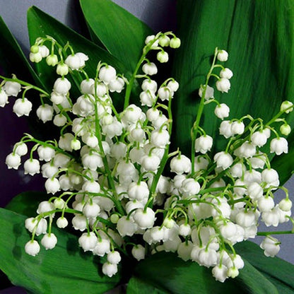 Bell Orchid Flower seeds for Planting Easy to Grow Heirloom & GMO Free Seeds for Home Garden
