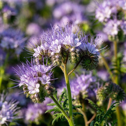 Lacy Phacelia Flower seeds for Planting Sun Loving Heirloom & GMO Free Seeds for Home Garden