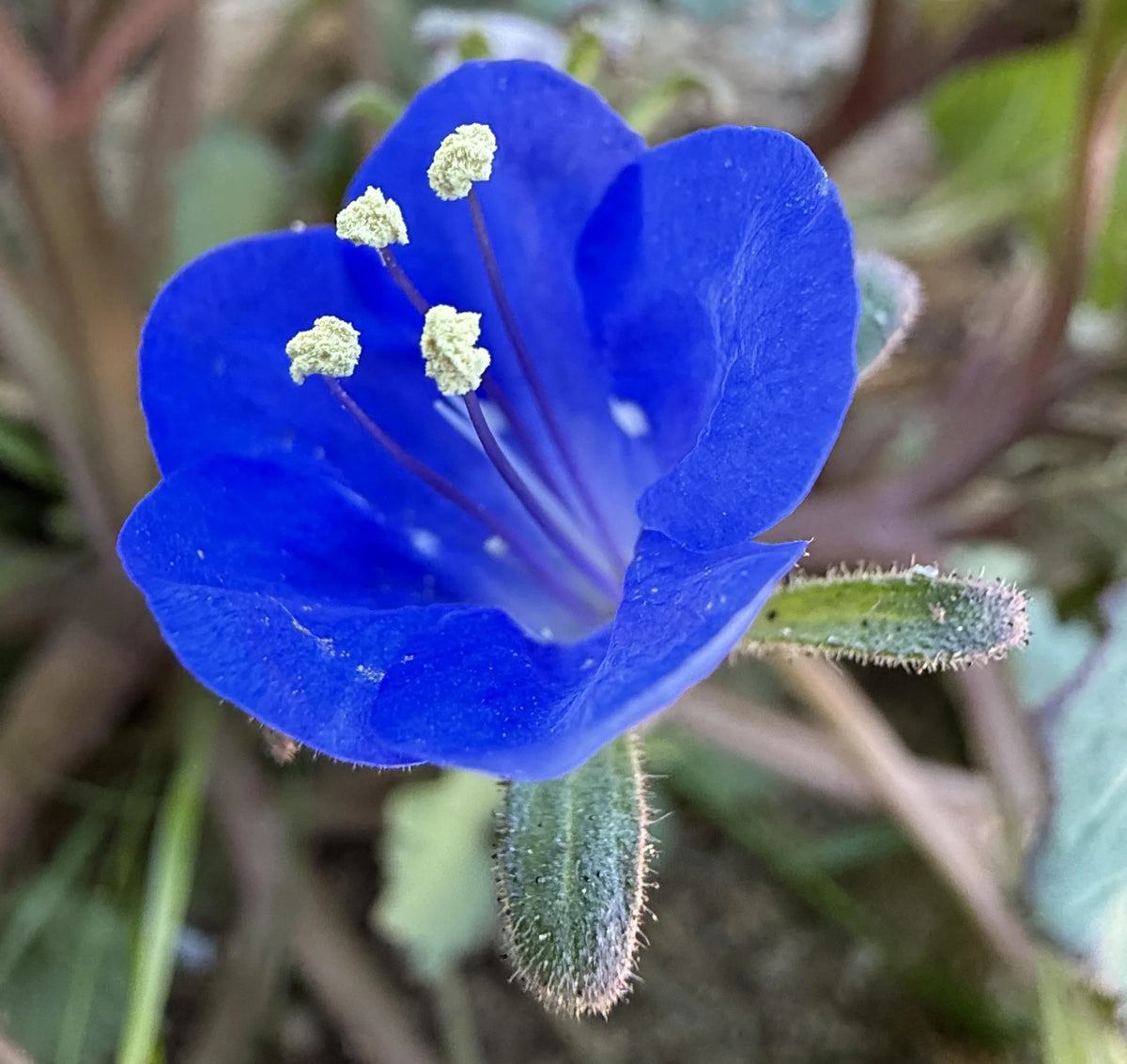 Phacelia Campanularia Flower seeds for Planting Sun Loving Heirloom & GMO Free Seeds for Home Garden