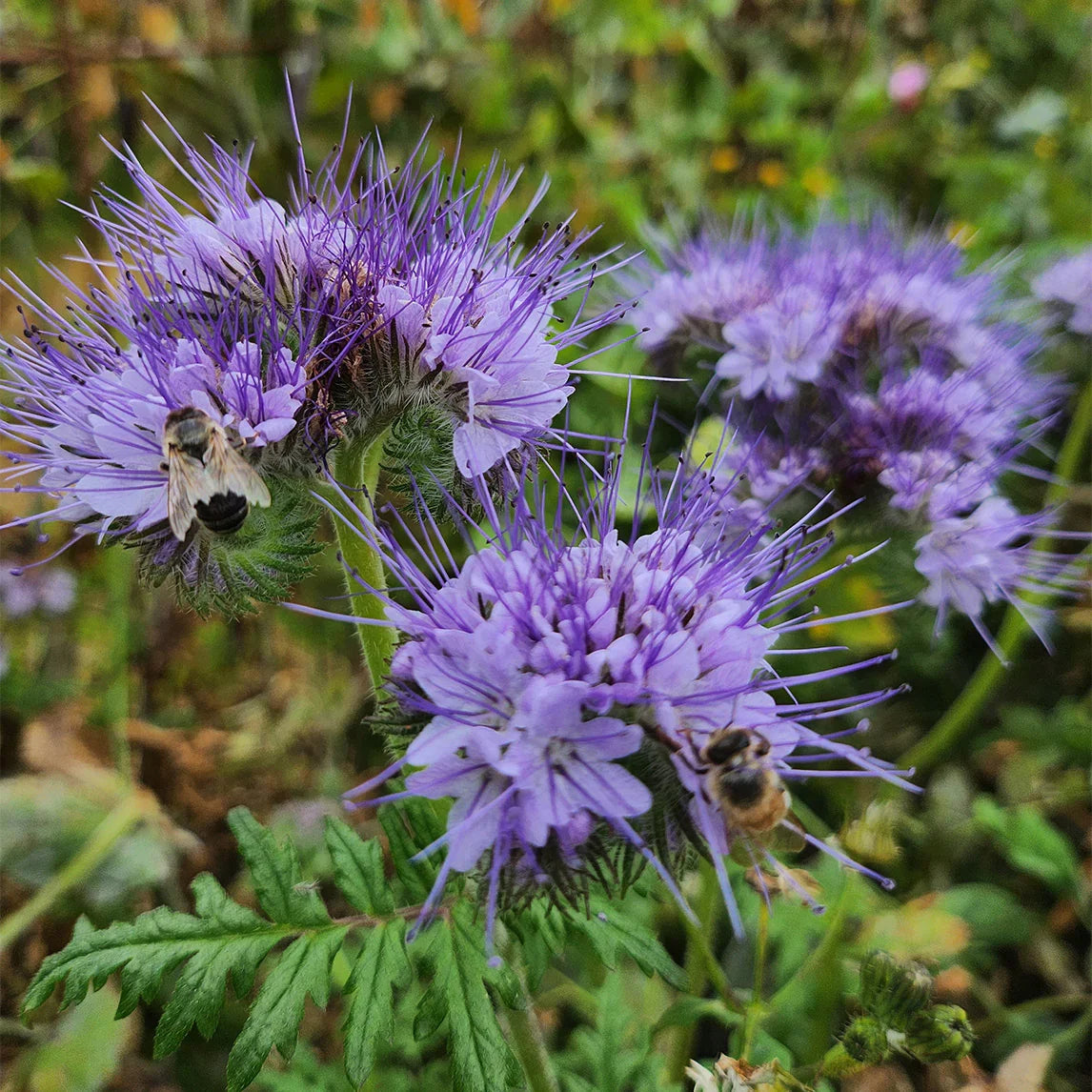 Phacelia Flower seeds for Planting Vibrant Colors Heirloom & GMO Free Seeds for Home Garden