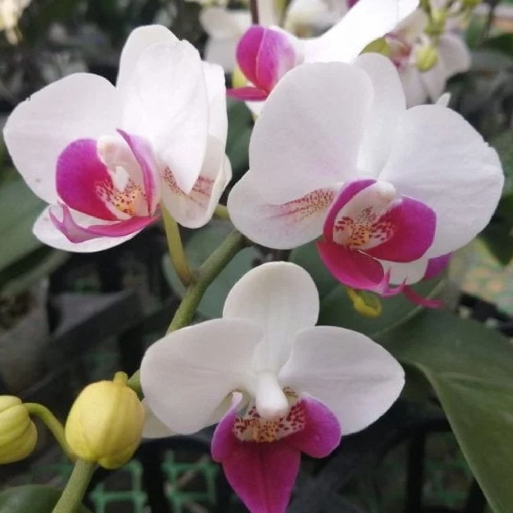 Phalaenopsis White Pink Flower seeds for Planting Wildflower Mix, Heirloom & GMO Free Seeds for Home Garden Sale vegetable and garden seeds