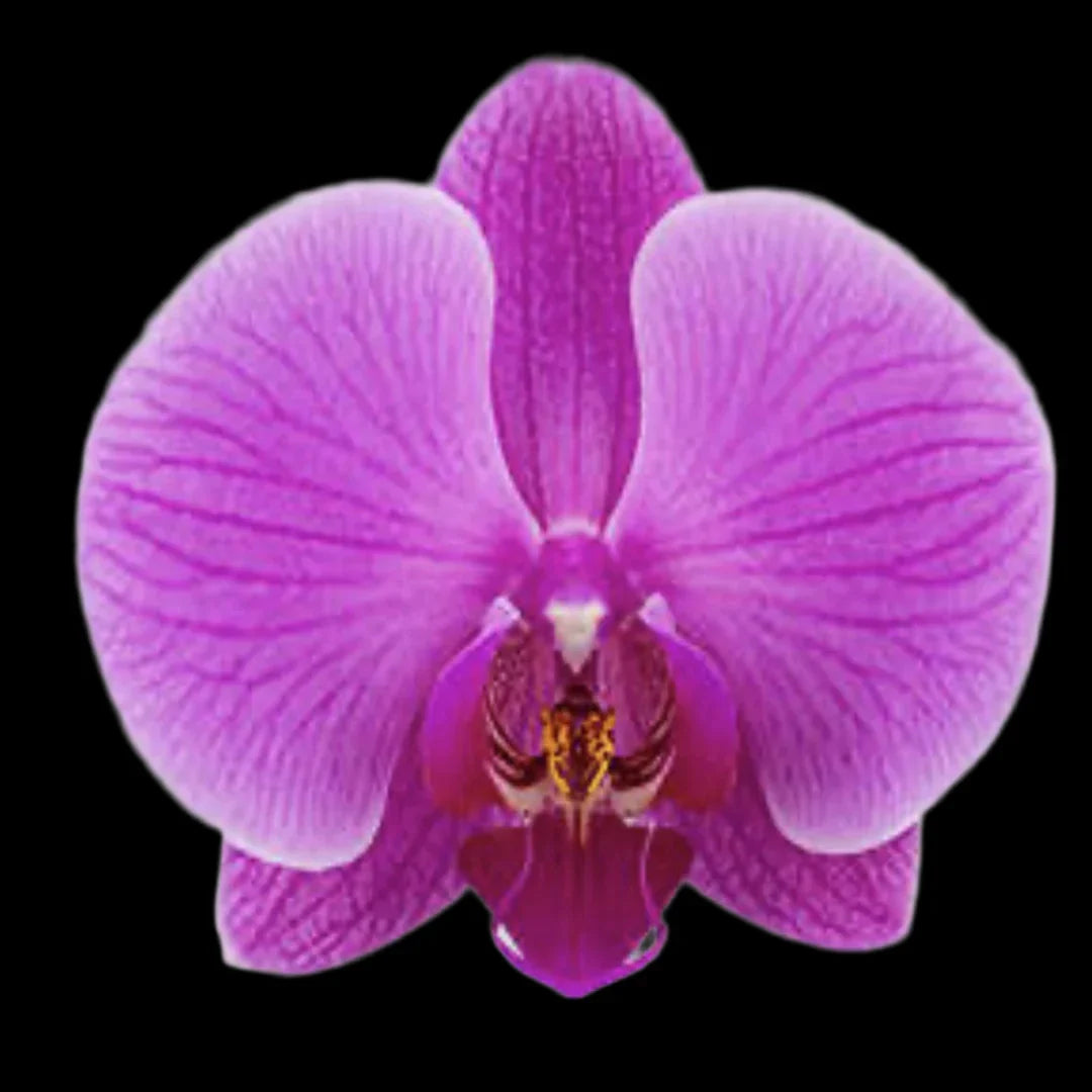 Violet Butterfly Orchid Flower seeds for Planting Colorful Display, Heirloom & GMO Free Seeds for Home Garden vegetable and garden seeds