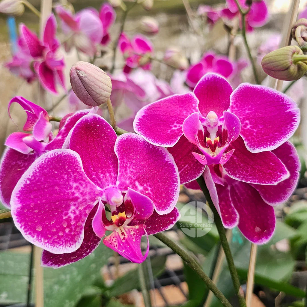 Violet Phalaenopsis Orchid Flower seeds for Planting Garden Favorite, Heirloom & GMO Free Seeds for Home Garden vegetable and garden seeds