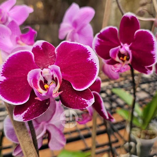 Maroon White Phalaenopsis Orchid Flower seeds for Planting Cottage Garden Essential, Heirloom & GMO Free Seeds for Home Garden vegetable and garden seeds