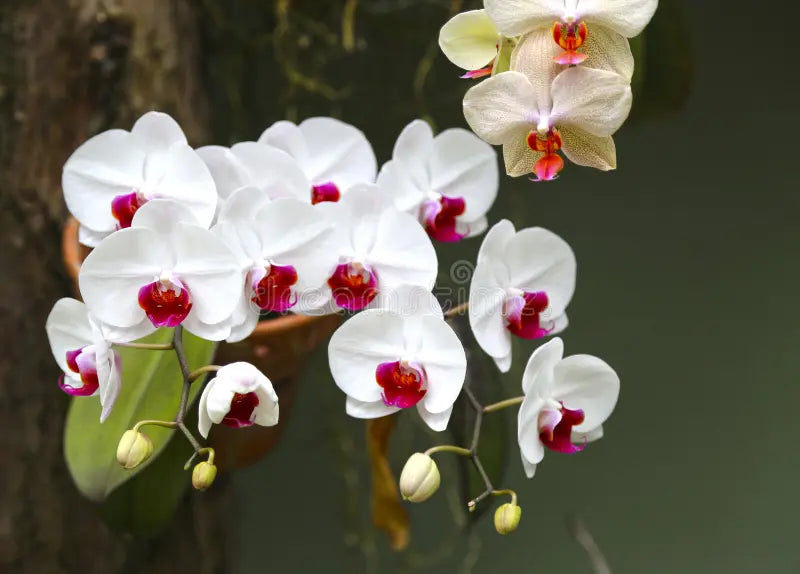 High quality White Butterfly Orchid Flower seeds for Planting Long Bloom Season, Heirloom & GMO Free Seeds for Home Garden seeds pack