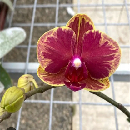 Purple Phalaenopsis Orchid Flower seeds for Planting Seasonal Bloomer Heirloom & GMO Free Seeds for Home Garden