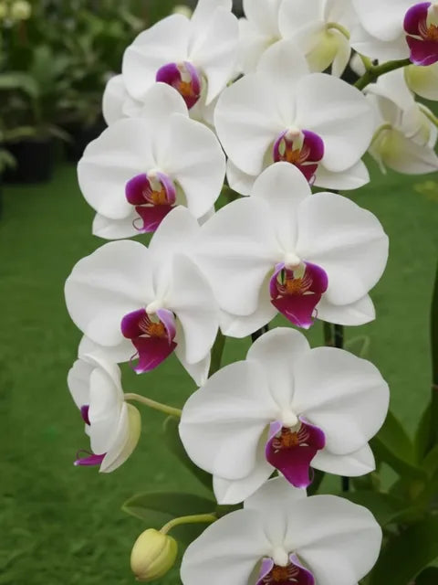 Multi Colored Butterfly Orchid Flower seeds for Planting Hardy Variety, Heirloom & GMO Free Seeds for Home Garden Sale seeds for planting