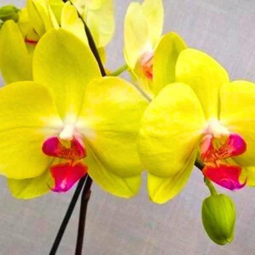 Premium Yellow Phalaenopsis Orchid Flower seeds for Planting Easy to Grow, Heirloom & GMO Free Seeds for Home Garden seeds
