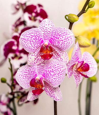 Phalaenopsis Flower seeds for Planting Low Maintenance Heirloom & GMO Free Seeds for Home Garden