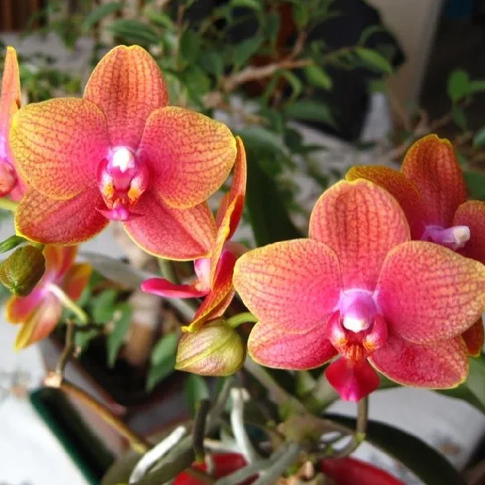 Orange Pink Phalaenopsis Orchid Flower seeds for Planting Perfect for Borders Heirloom & GMO Free Seeds for Home Garden
