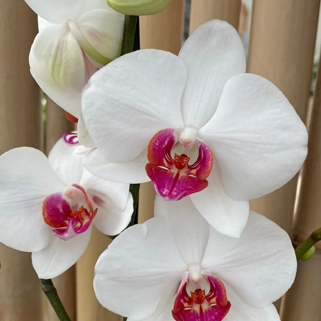 Premium Phalaenopsis Orchid Flower seeds for Planting Bright Blooms, Heirloom & GMO Free Seeds for Home Garden seeds