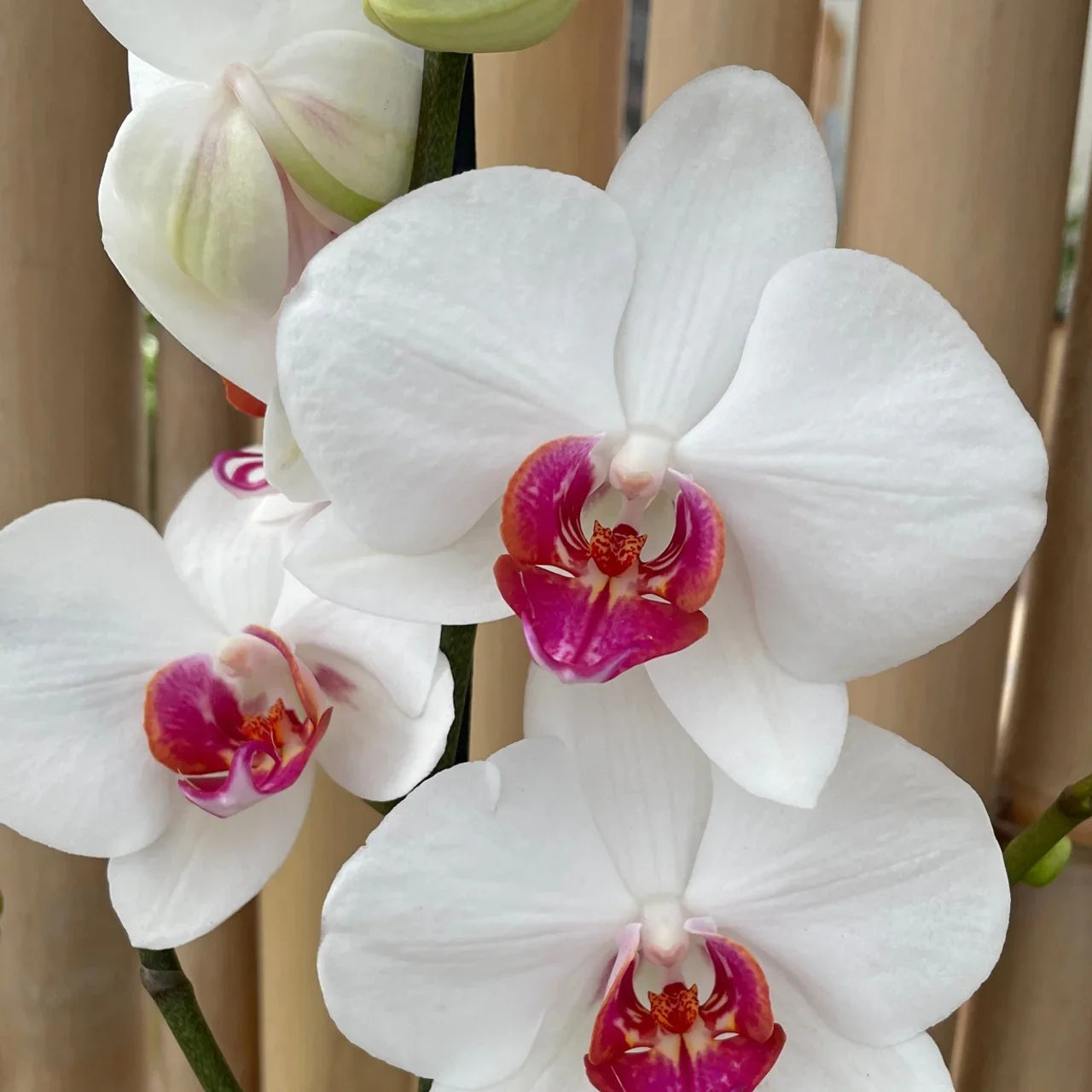 Premium Phalaenopsis Orchid Flower seeds for Planting Bright Blooms, Heirloom & GMO Free Seeds for Home Garden seeds