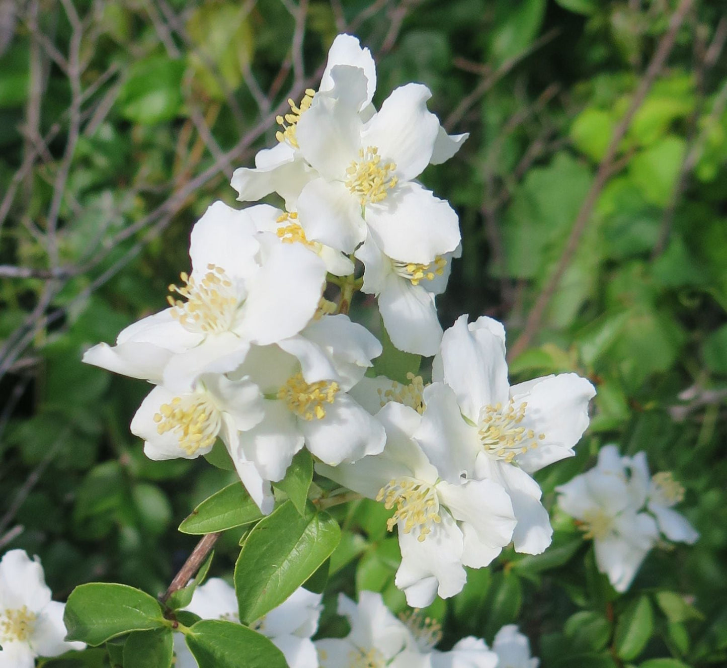 Heirloom Philadelphus Lewisii Flower seeds for Planting Easy to Grow Heirloom & GMO Free Seeds for Home Garden
