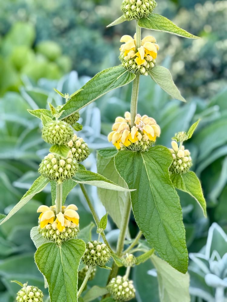 Premium Yellow Jerusalem Sage Flower seeds for Planting Easy to Grow, Heirloom & GMO Free Seeds for Home Garden seeds
