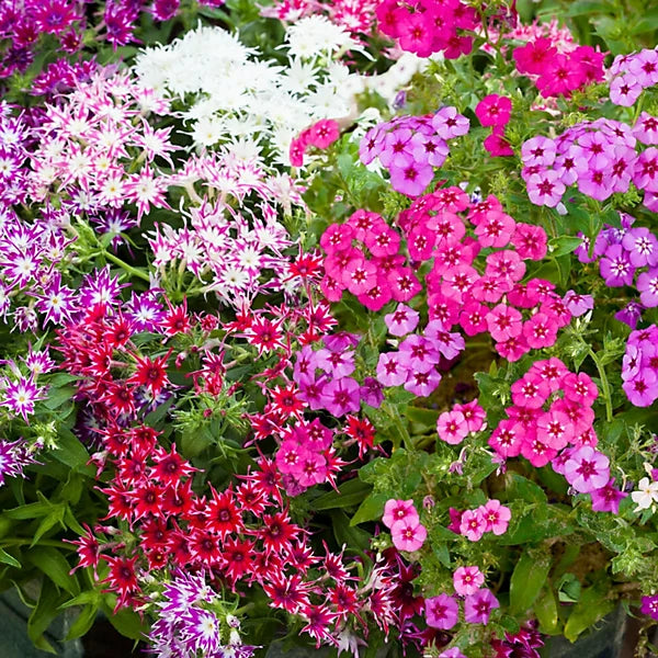Heirloom Surfinia Flower seeds for Planting Sun Loving Heirloom & GMO Free Seeds for Home Garden